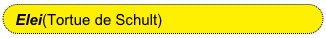 Elei(Tortue de Schult)