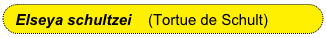 Elseya schultzei    (Tortue de Schult)
