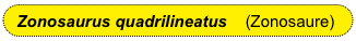 Zonosaurus quadrilineatus    (Zonosaure)