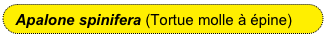 Apalone spinifera (Tortue molle à épine)